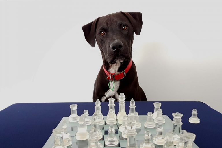 Two Player Board Games - Mr Cosmo the dog plays chess